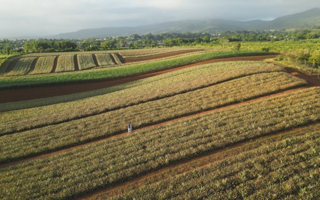 Les Outre-mer, des terroirs en or