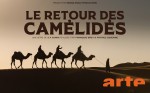 Affiche de Le retour des camélidés
